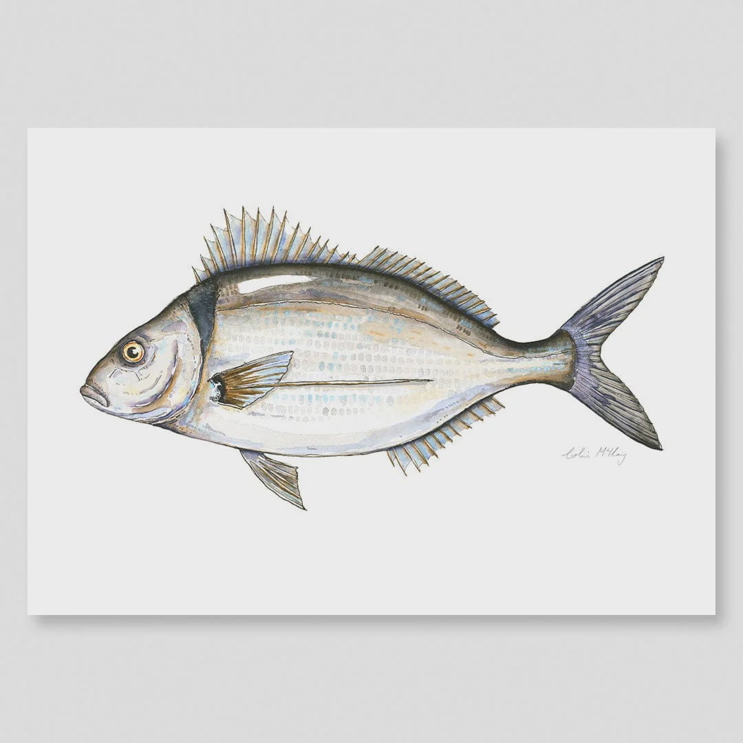 A3 Tarakihi Watercolour Print