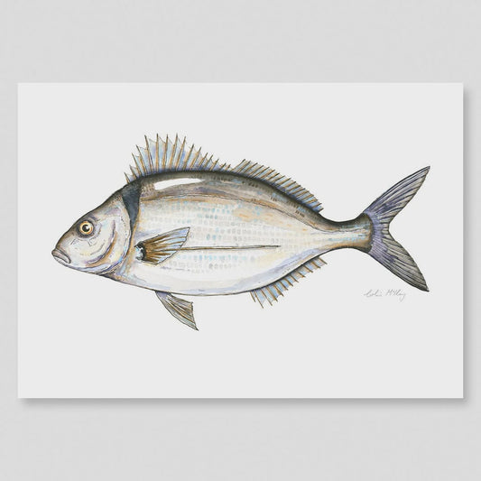 A3 Tarakihi Watercolour Print