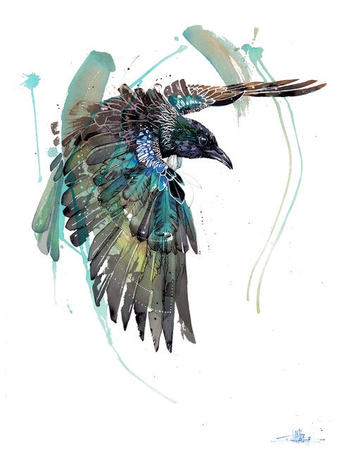 Tui on the Wing