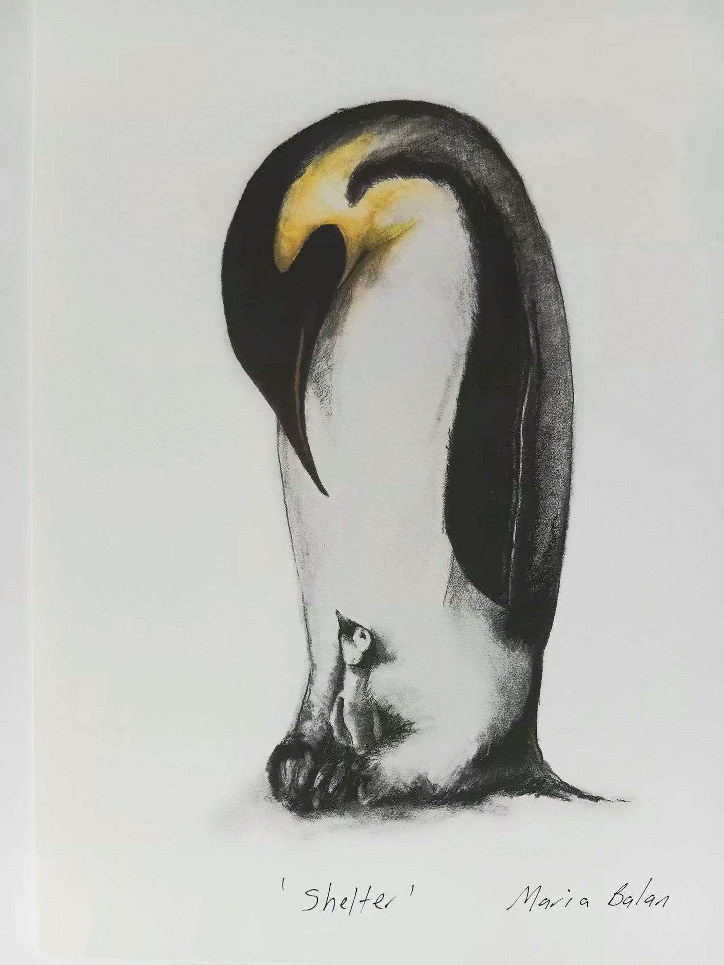 Shelter A4 Print