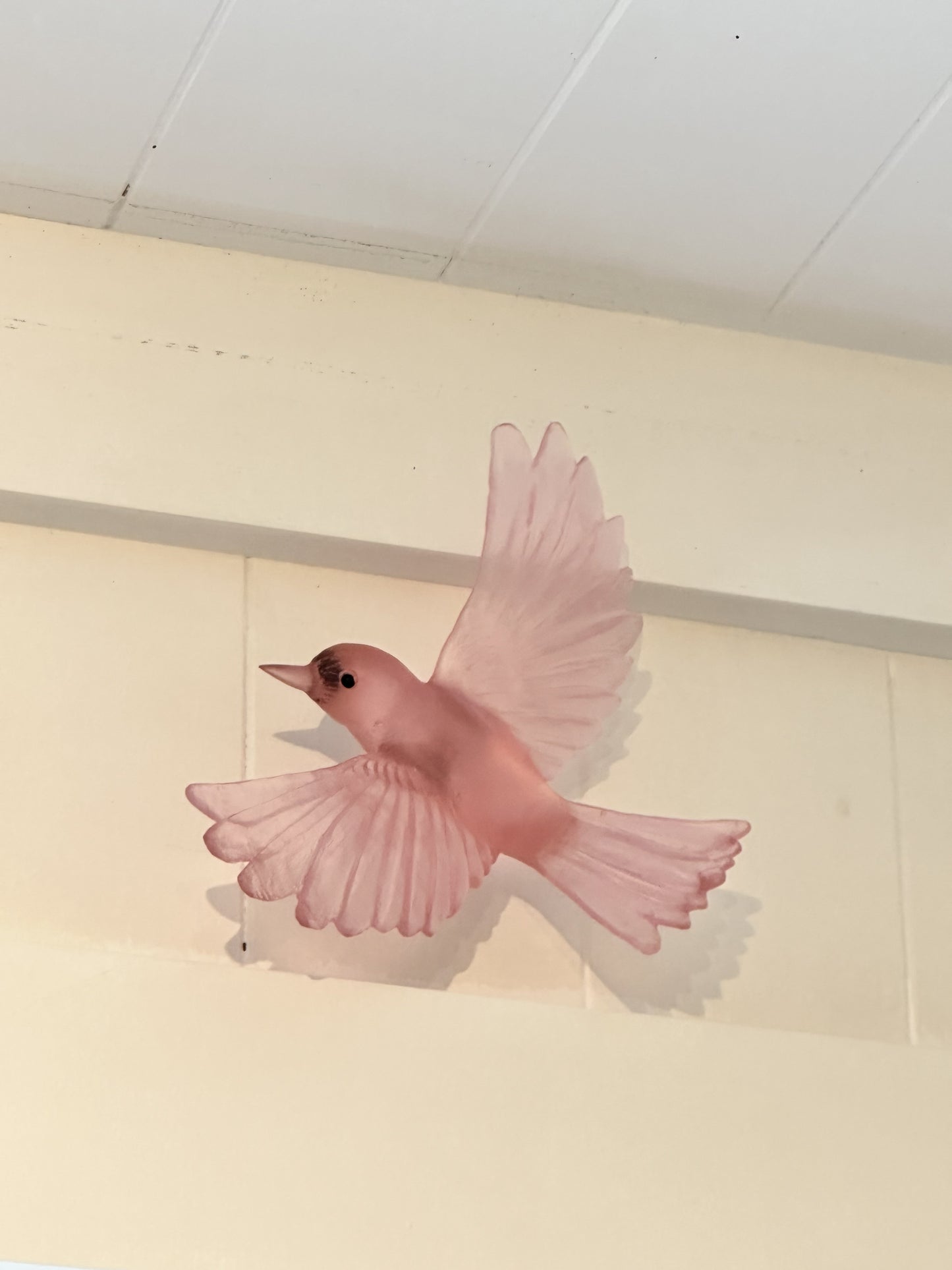 Yellowhead - Pink