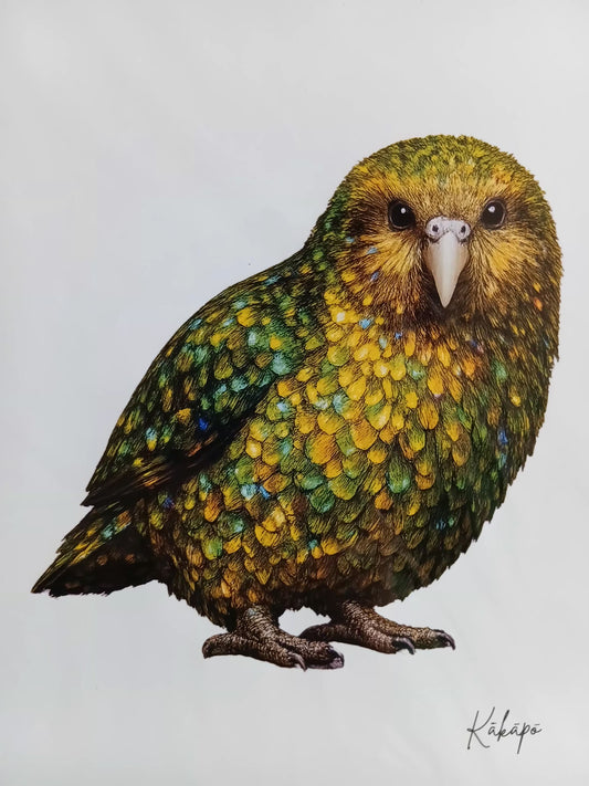 A4 Kakapo print