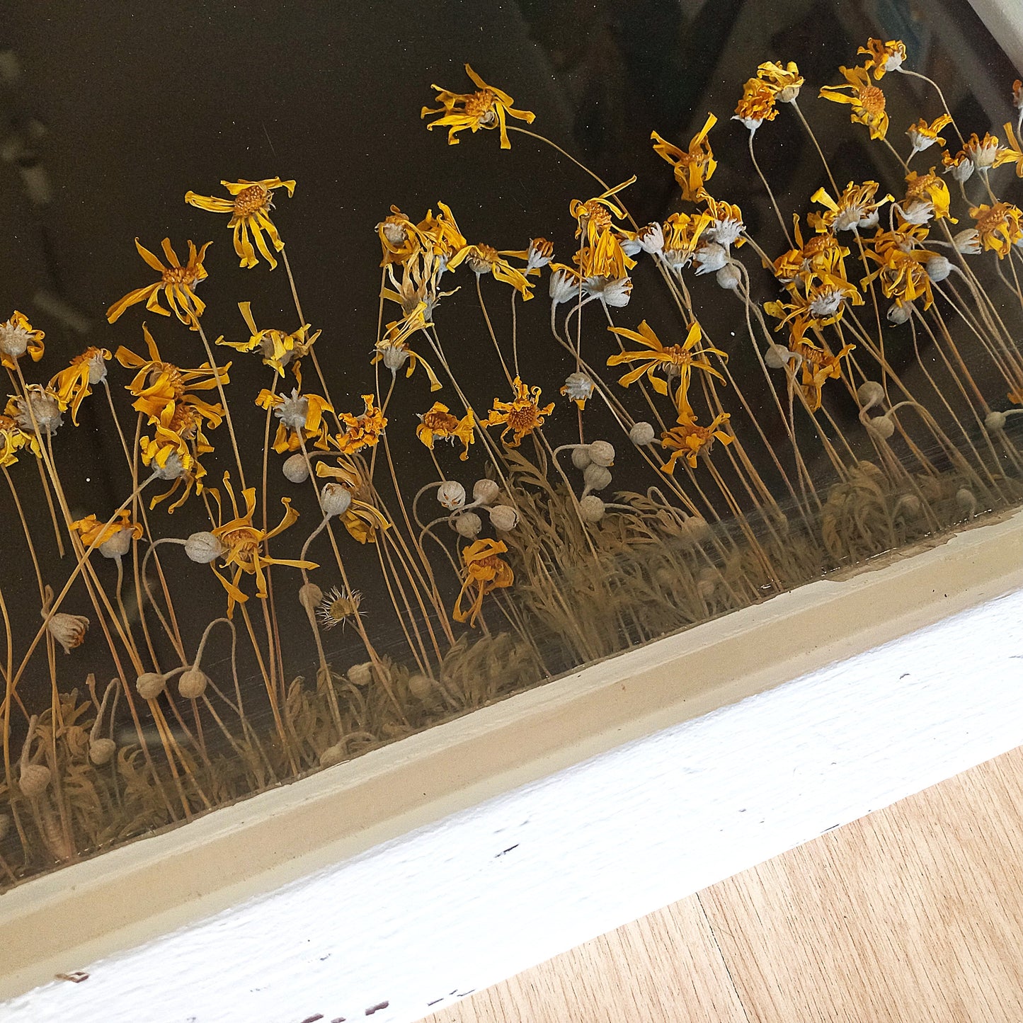 Yellow Daisies