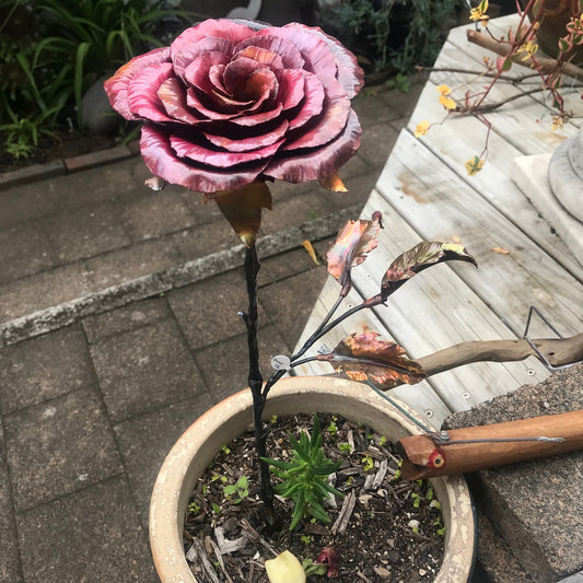 Long Stemmed Rose