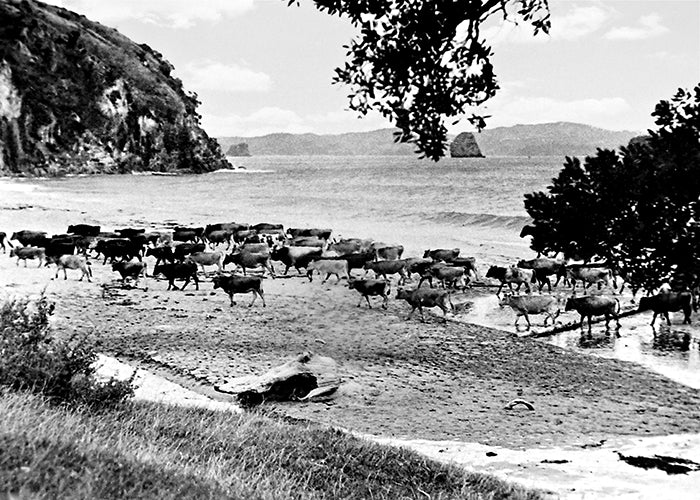 Cattle On Hahei Beach