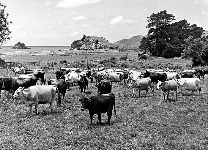 Cattle At the Pa